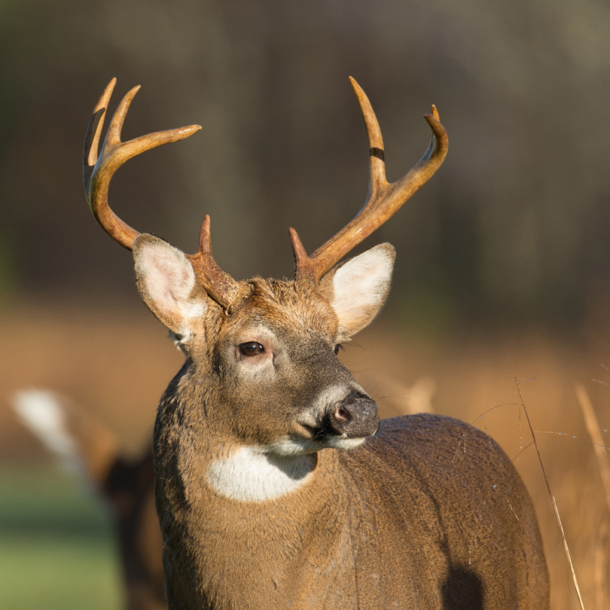 PA deer rifle season starts November 29, 2025