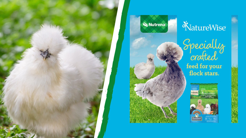 NatureWise Ornamental Layer Feed