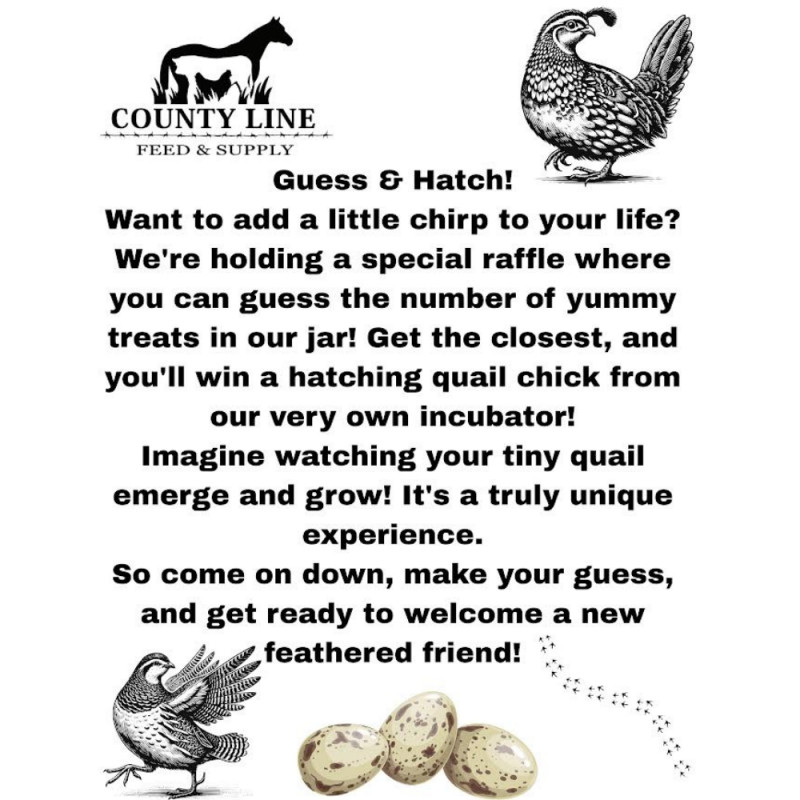 🐣 Guess & Hatch! 🐣