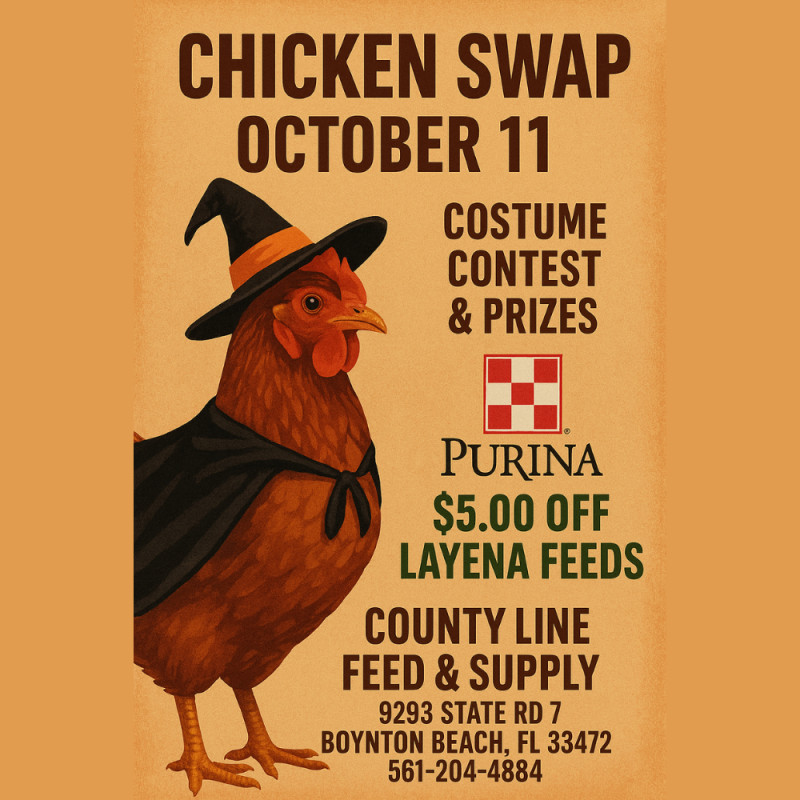 Chicken Swap 🐓