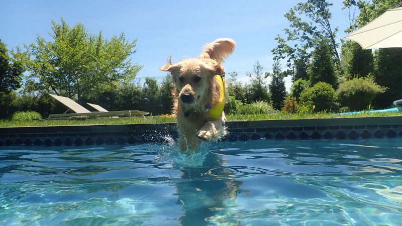 Bark & Splash Bash