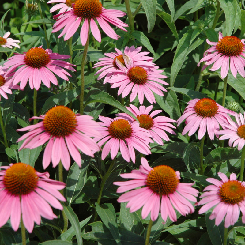 🌿 Perennial, Tree & Shrub Sale! 🌿