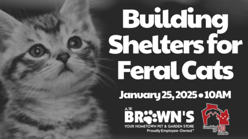 Building Shelters for Feral Cats