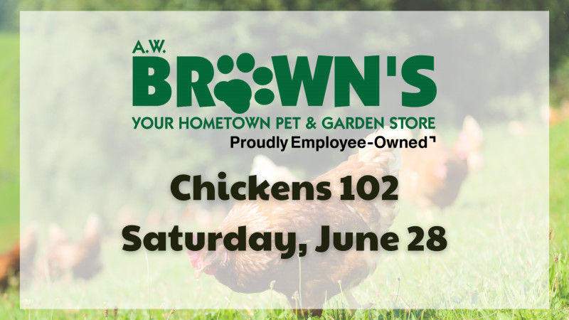 Chickens 102