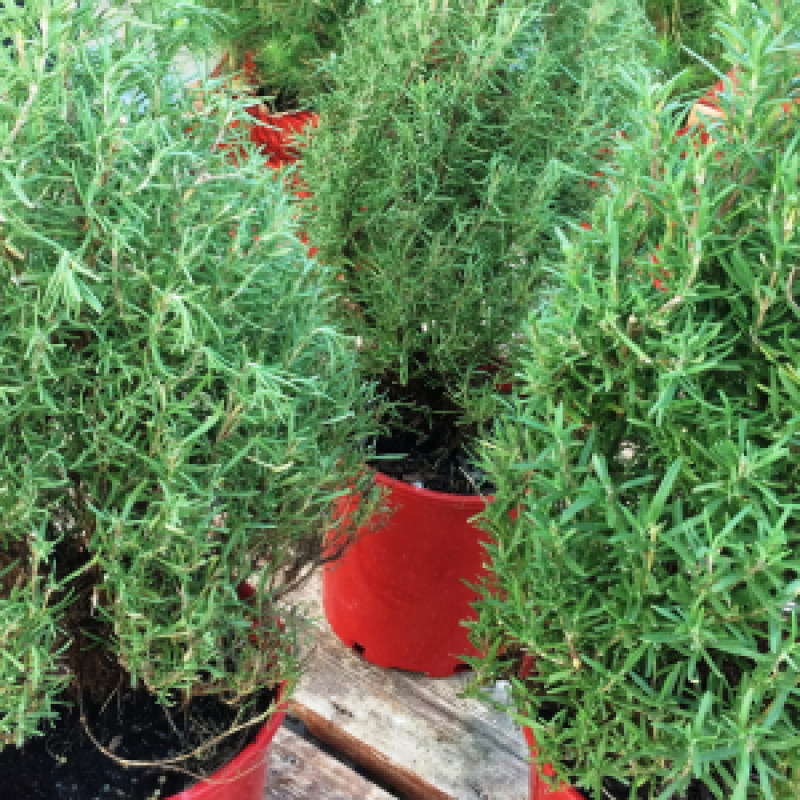 Rosemary Trees