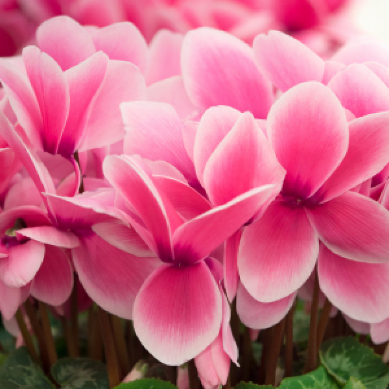 Cyclamen