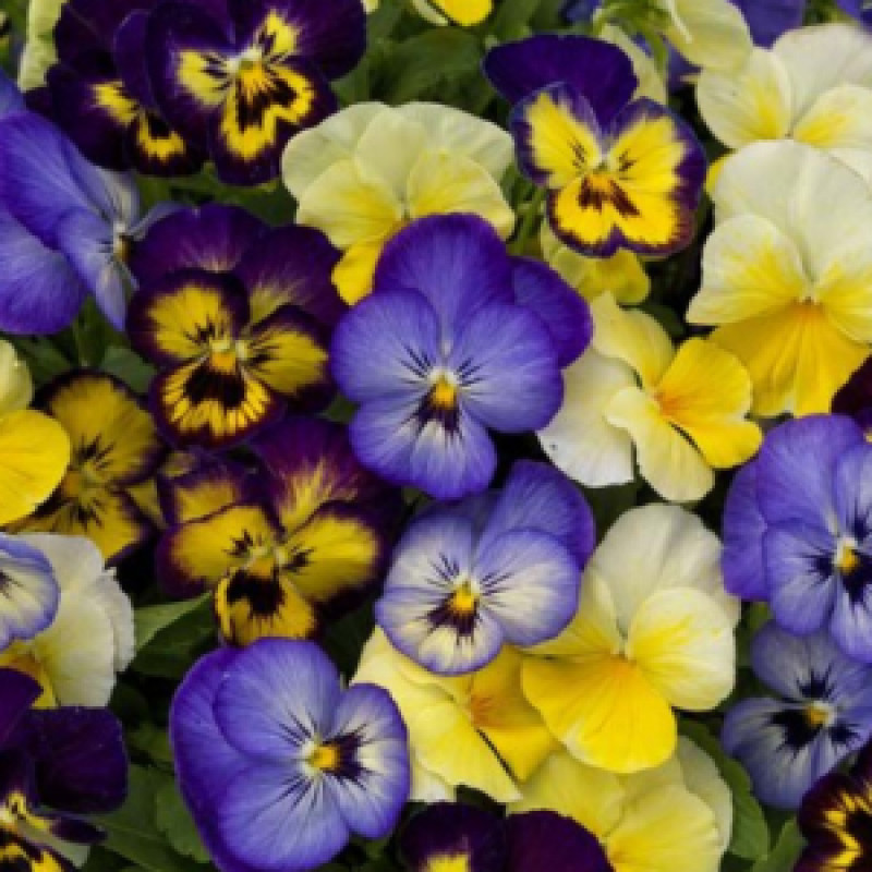 Violas
