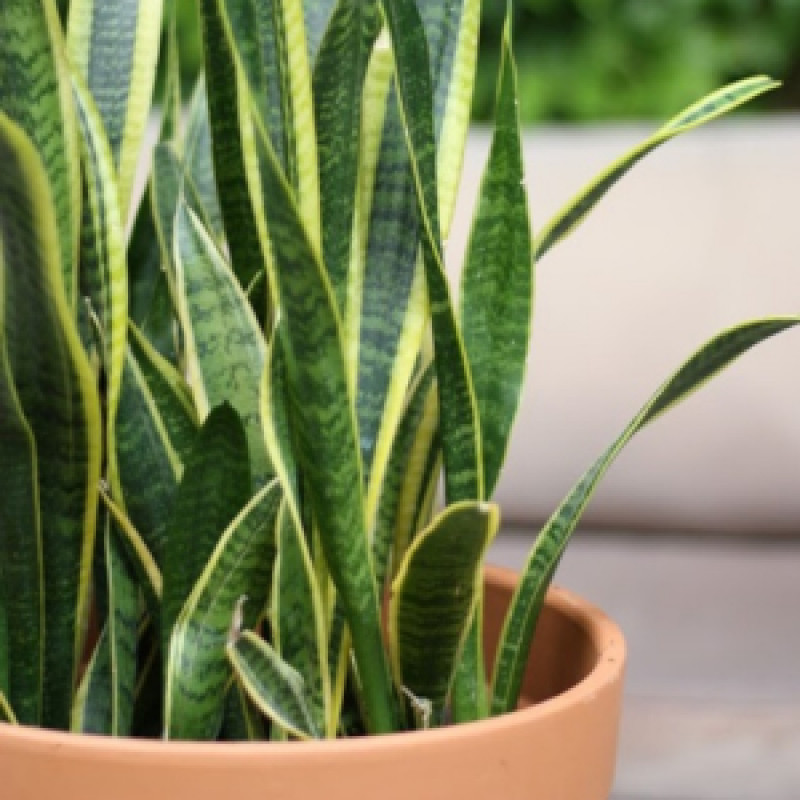 Snake Plant