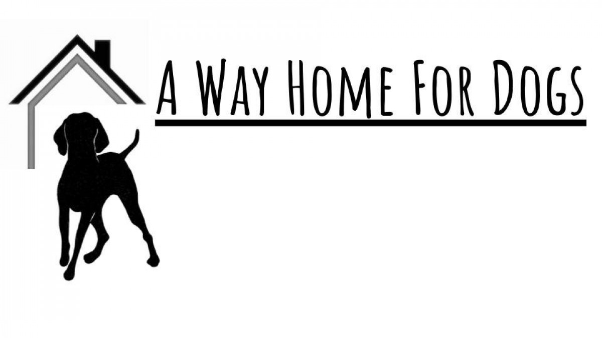 Babs Fry and A Way Home for Dogs