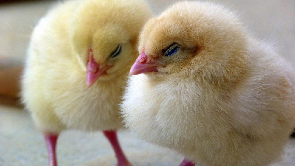 2025 Spring Chick Schedule