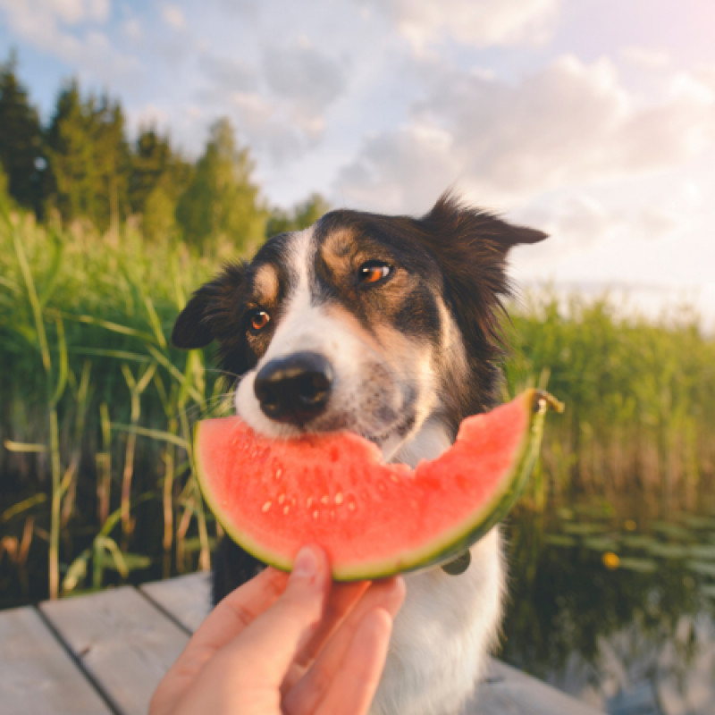 🐾 July Weekly Pet Deals!