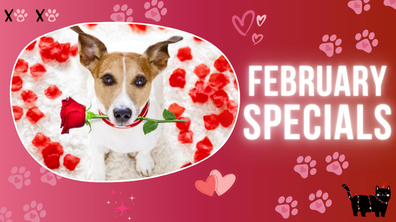 February Specials