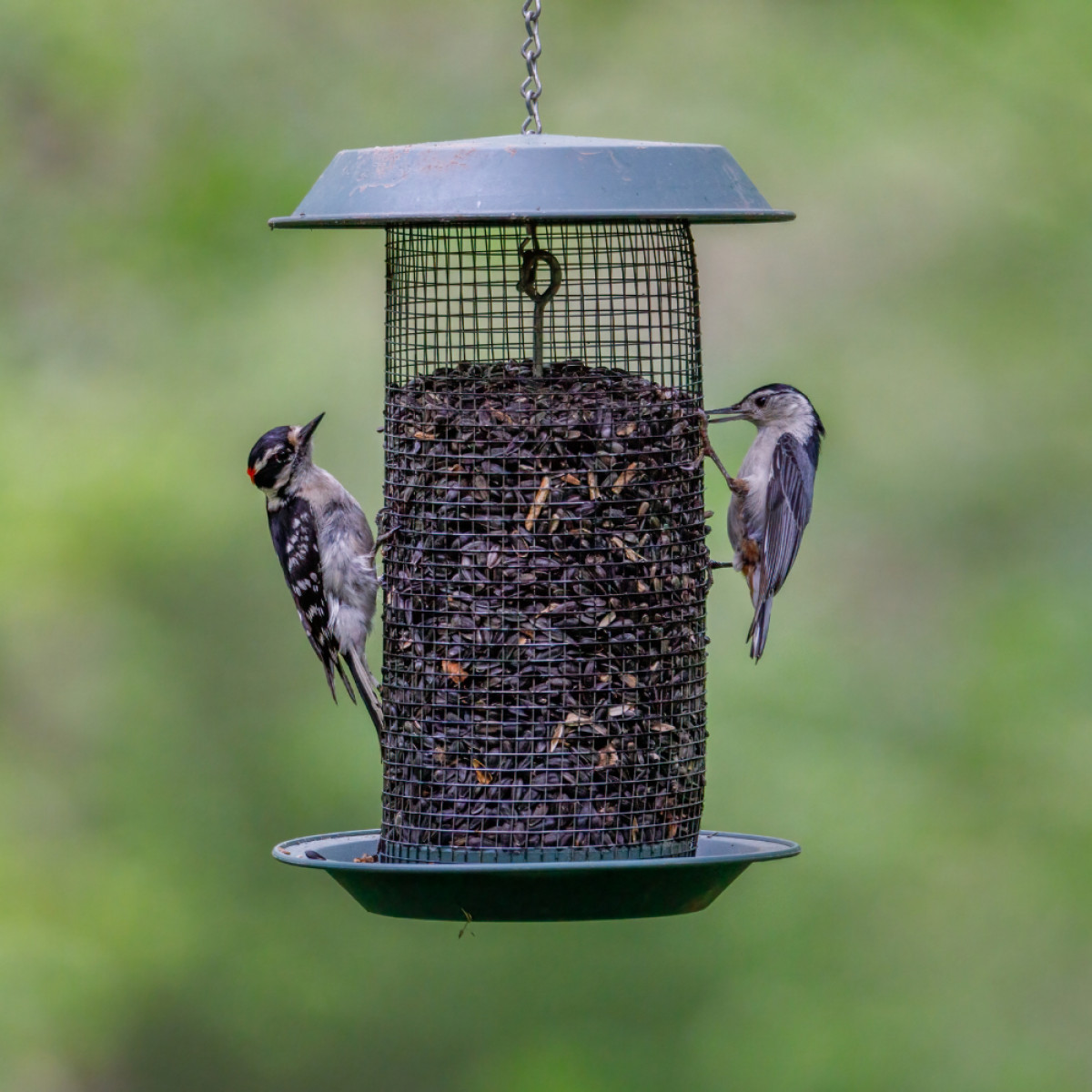 Bird Seed Preorder Sale! 🐦
