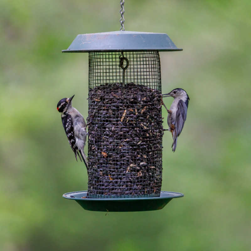 Bird Seed Preorder Sale! 🐦