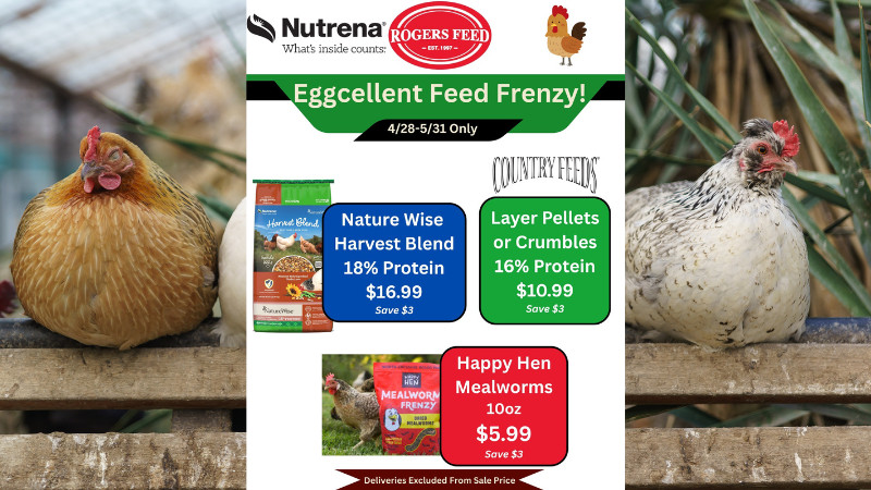Eggcellent Feed Frenzy!