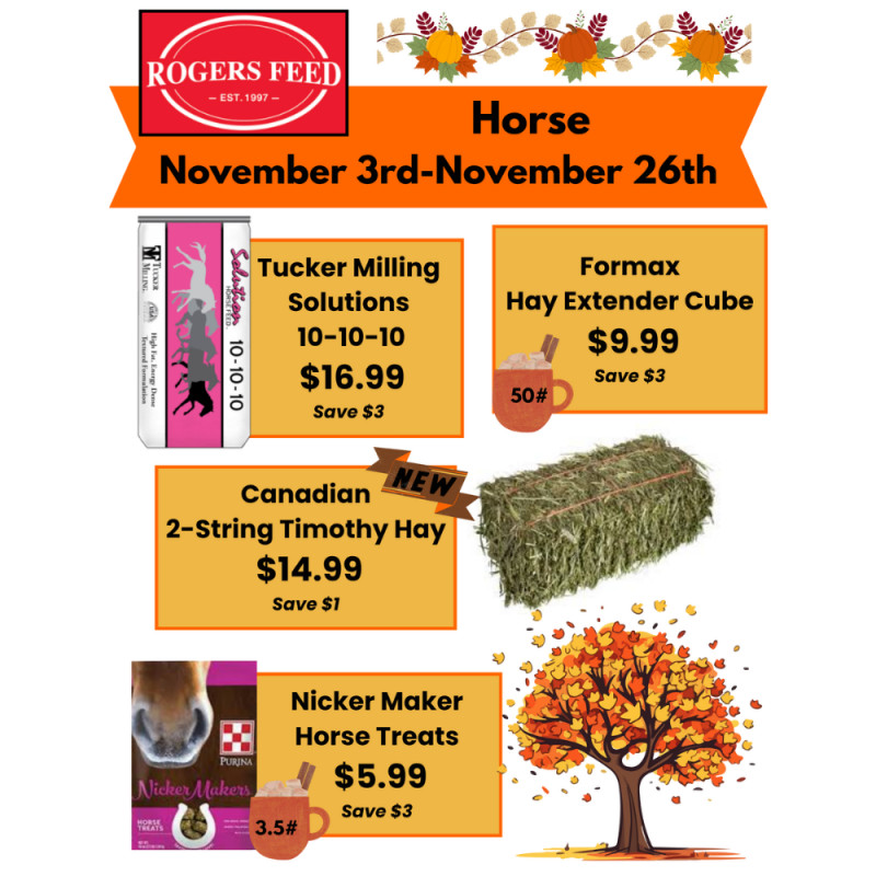 November Horse Deals