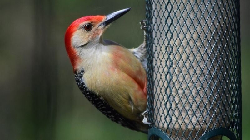 Bird Bonanza Month!