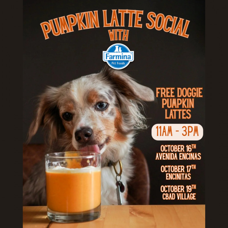 Pumpkin Latte Social With Farmina Pet Foods