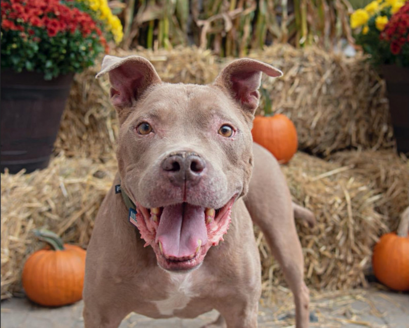 Bark For Alzheimer's Pet Photo Shoot Fundraiser