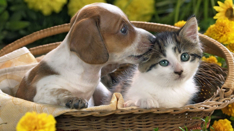 New Pet Discount + FREE ID Tag