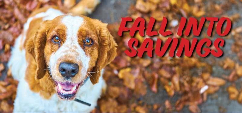 Fall into Savings