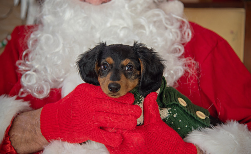 Holiday Pet Photo Fundraiser to Benefit Lucy Mac Humane Society