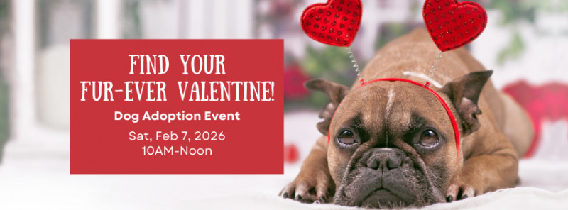 Fur-Ever Valentine Dog Adoption Event