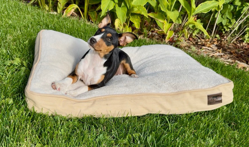 Big Blow Out Sale on Select Tall Tails Cushion Beds