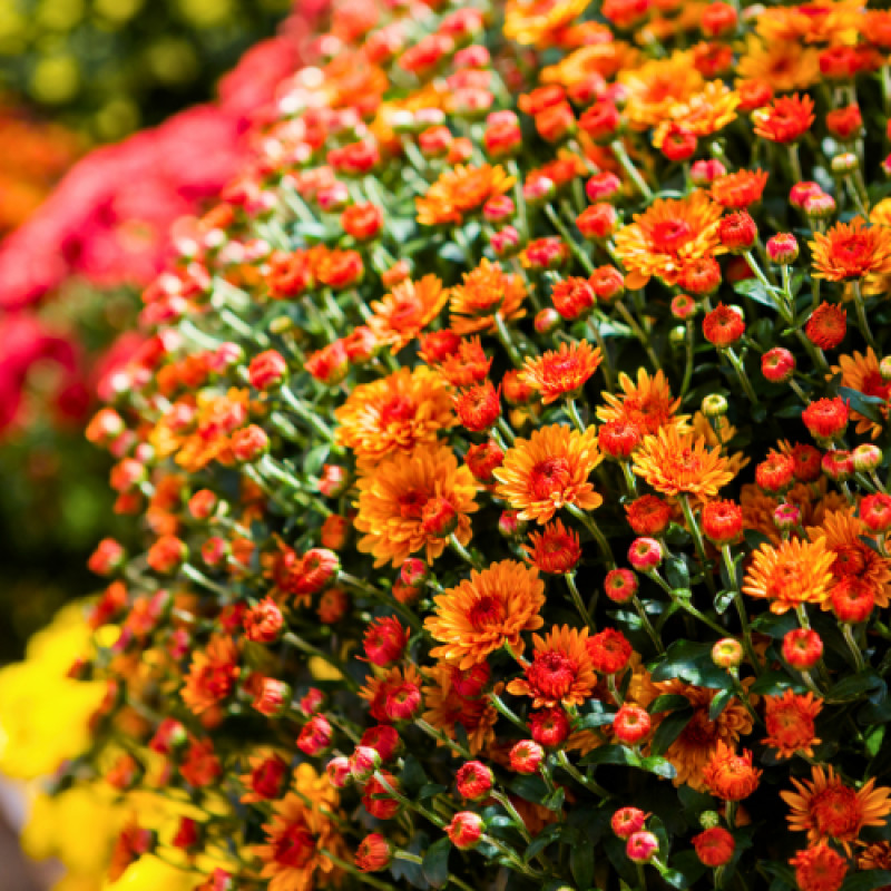 Fall Plant Sale